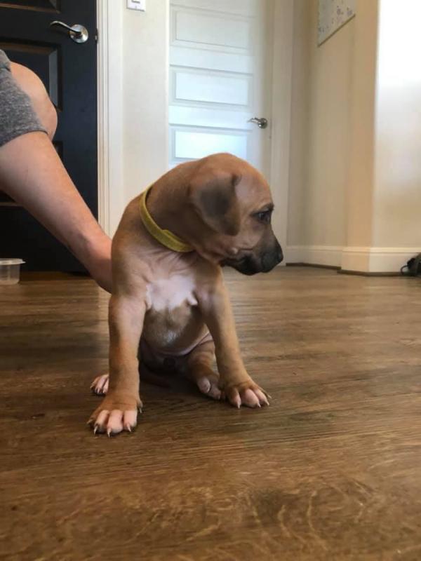 Rhodesian Ridgeback Puppies - Updated On All Shots Available For Rehoming Image eClassifieds4u