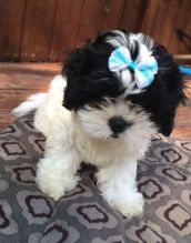 Cute Shih Tzu Puppies for Adoption sidoniebryan@gmail.com
