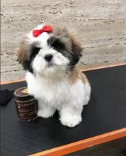 For Sale : Shih tzu puppies available.