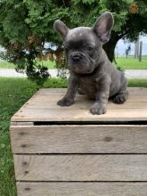 French Bulldog boys/girls for adoption(lingabibi500@gmail.com)