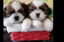 Offering : ==beauty Ful==== Shih tzu puppies home needed