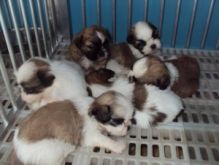 Shih Tzu Puppies for Re-homing sidoniebryan@gmail.com