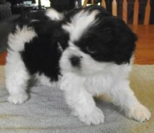 We have 2 amazing little Shih Tzu puppies. sidoniebryan@gmail.com