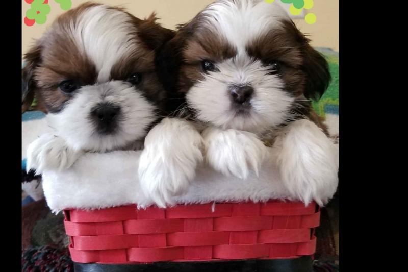 Cute Shih Tzu Puppies Available Now For Adoption sidoniebryan@gmail.com Image eClassifieds4u