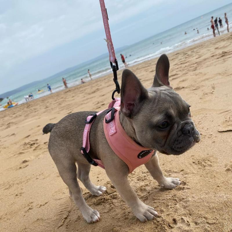 French BullDog puppies for adoption🧚‍♀️ Call or txt (705) 999-6572 Image eClassifieds4u