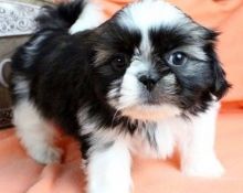 Teacup Shorkie Puppies (Yorkshire Terrier / Shih zu ) sidoniebryan@gmail.com Image eClassifieds4u 2