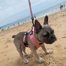 French bulldog puppies available Call or txt (705) 999-6572 if interested. Image eClassifieds4U