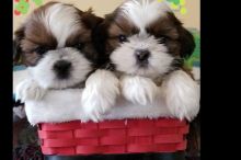 Offering : ==beauty Ful==== Shih tzu puppies home needed Image eClassifieds4U