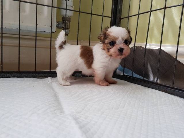 Offering : Joyful Shih Tzu Puppies male and female puppies for adoption Image eClassifieds4u