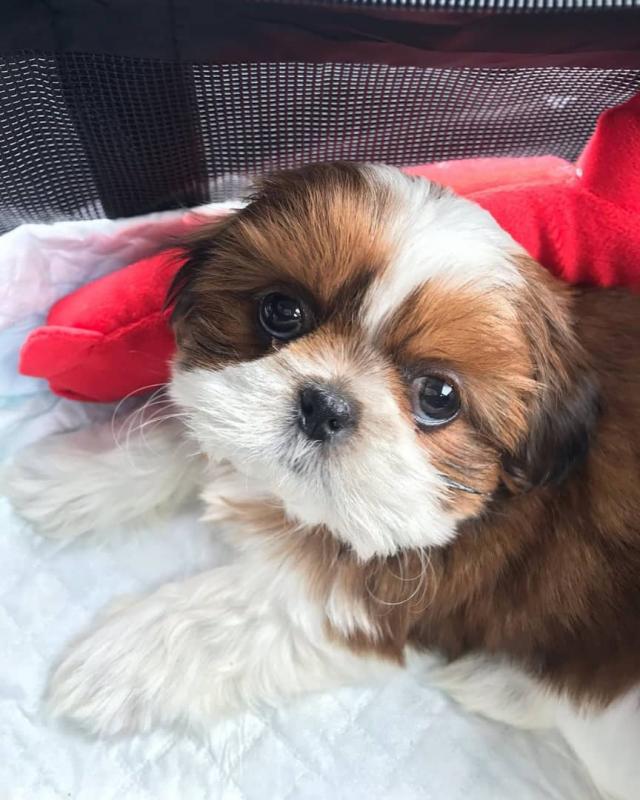 Offering : Two Shih Tzu puppies available for adoption Image eClassifieds4u