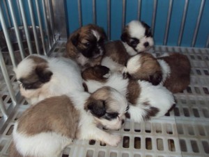 We have 2 amazing little Shih Tzu puppies. sidoniebryan@gmail.com Image eClassifieds4u