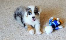 Very Sweet Australian Shepherd