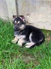 Adorable German Shepherd Puppies