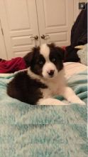 Australian Shepherd for new homes