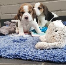Beagle Puppies seeking new homes
