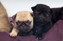 cute and playful pug pups available