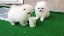 Excellent Male And Female Pomeranian Puppies