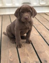 Labrador Retriever Puppies for new homes