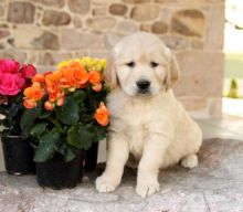 Registered Golden Retriever Puppies