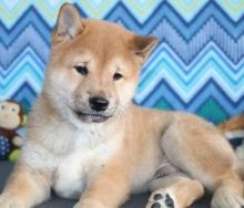 Shilo Shiba Inu Pup For Sale