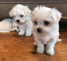 Teacup Maltese Puppies Seek Loving Home