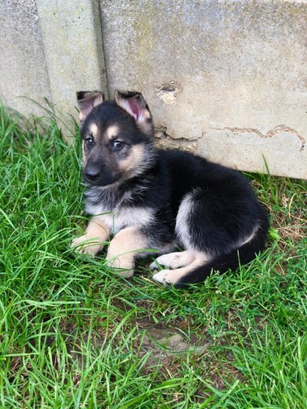 Adorable German Shepherd Puppies Image eClassifieds4u