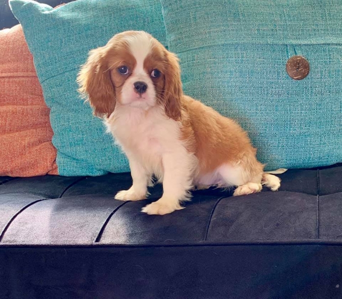 Cavalier King Charles Spaniel Puppies Image eClassifieds4u