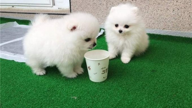 Excellent Male And Female Pomeranian Puppies Image eClassifieds4u