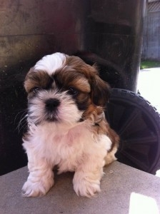 Shih Tzu Puppies For new homes Image eClassifieds4u