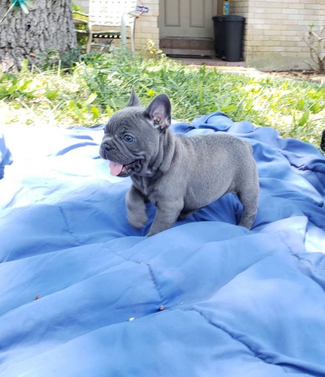 Top Quality French Bulldog Puppies. Image eClassifieds4u