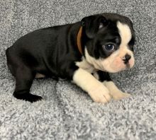 (*Boston Terrier puppies 12 weeks old available for adoption( denislambert500@gmail.com)