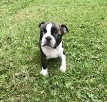 CuTe Boston Terriers need good home( denislambert500@gmail.com)