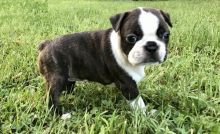 Adorable Boston Terrier babies for adoption( denislambert500@gmail.com)