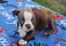 Adorable Boston Terrier puppies available for adoption( denislambert500@gmail.com)