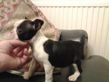 Boston Terrier 100% Pure Bred puppies available( denislambert500@gmail.com)