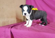 CKC Boston terrier puppies available for adoption( denislambert500@gmail.com)