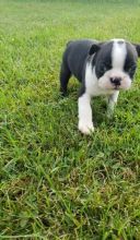 Cute Boston Terrier puppies 2 baby pups available( denislambert500@gmail.com)