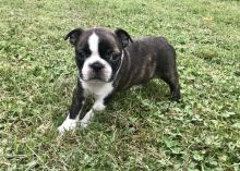 Excellent Boston Terrier puppies available for adoption( denislambert500@gmail.com)