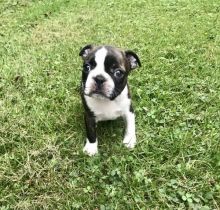 Gorgeous Boston Terrier puppies available for rehoming( denislambert500@gmail.com)