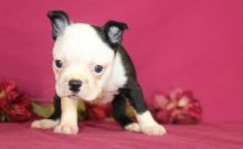 Impressive male and female Boston Terrier puppies available( denislambert500@gmail.com)