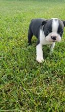 male and female Boston Terrier puppies available( denislambert500@gmail.com)