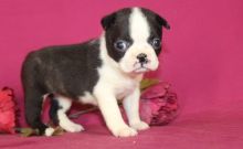 Male Boston Terrier puppy available for adoption( denislambert500@gmail.com)