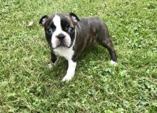 Two Boston Terriers Puppies available( denislambert500@gmail.com)