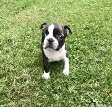 Amazing active Boston Terrier Puppies available( denislambert500@gmail.com) Image eClassifieds4u 1