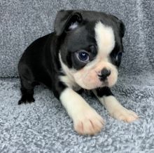 Happy Boston Terrier puppies available( denislambert500@gmail.com) Image eClassifieds4u 1