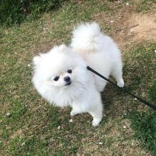 Offering : Home Trained Male and Female Pomeranian Puppies For Adoption