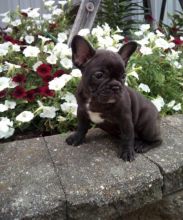 CKC FRENCH BULLDOG PUPPIES FOR RE-HOMING