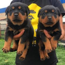 CKC ROTTWEILER PUPPIES FOR RE-HOMING