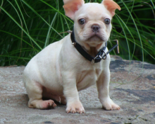 FRENCH BULLDOG PUPPIES FOR ADOPTION