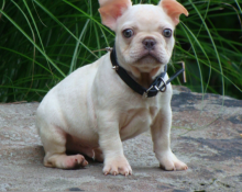 FRENCH BULLDOG PUPPIES FOR ADOPTION Image eClassifieds4U